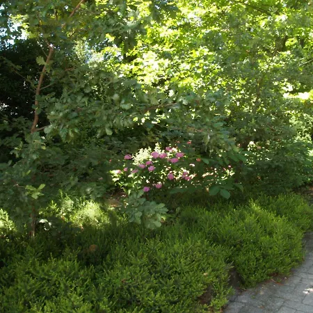 Ghia Отель типа 